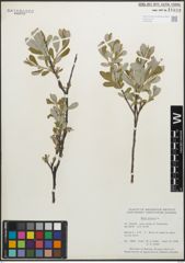Foto von Salix glauca L.